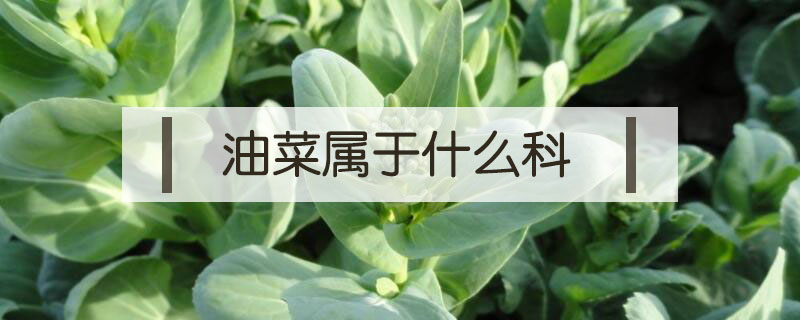油菜屬于什么科