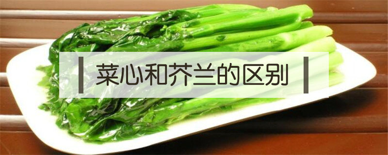 菜心和芥蘭的區別