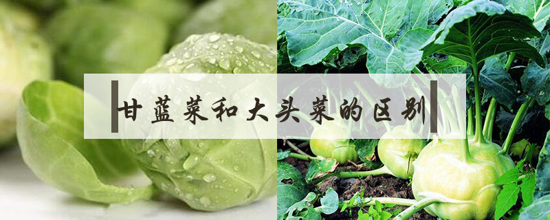 甘藍菜和大頭菜的區別