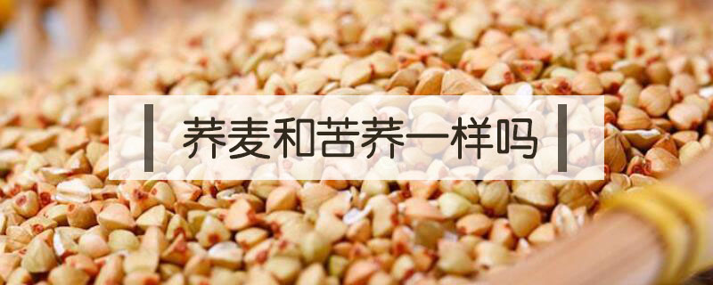 蕎麥和苦蕎一樣嗎