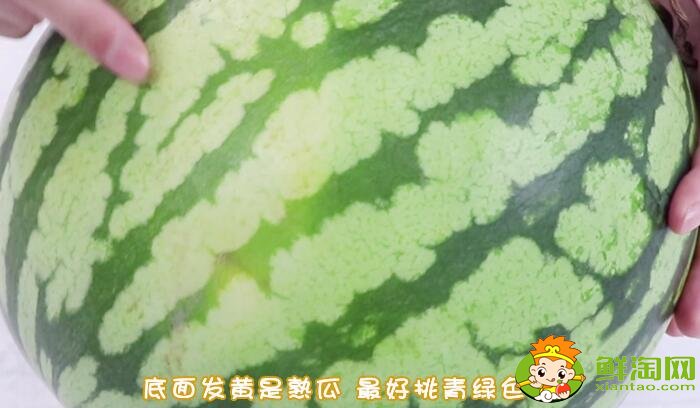 怎么選西瓜