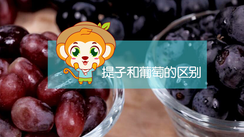 提子和葡萄的區別