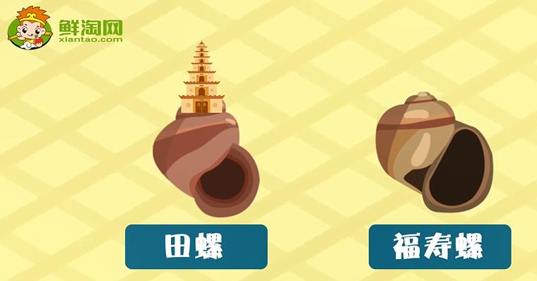 福壽螺和田螺的區別