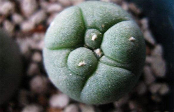 哪種仙人掌果實不能吃，不能吃的仙人掌圖片