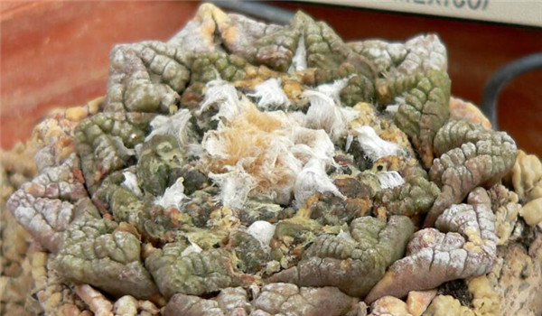 哪種仙人掌果實不能吃，不能吃的仙人掌圖片