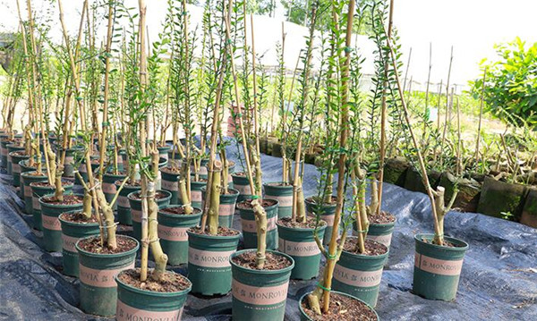 指橙樹什么時候開花，指橙幾年掛果
