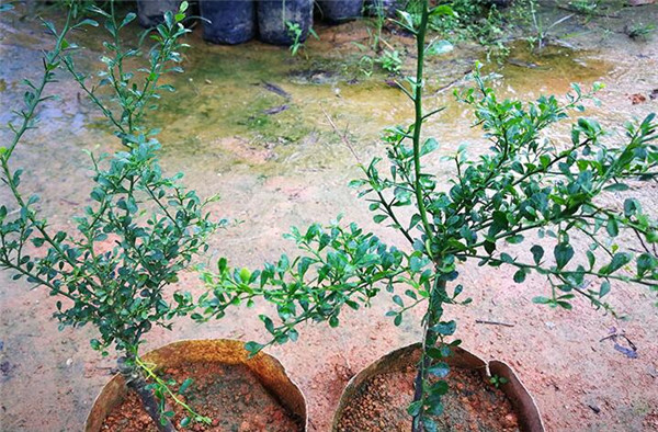 澳洲指橙苗種植技巧，澳洲指橙生長環境