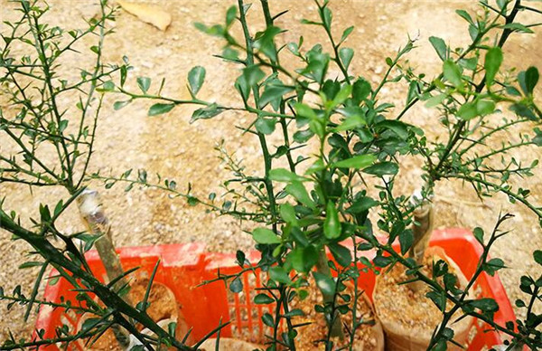 澳洲指橙苗種植技巧，澳洲指橙生長環境