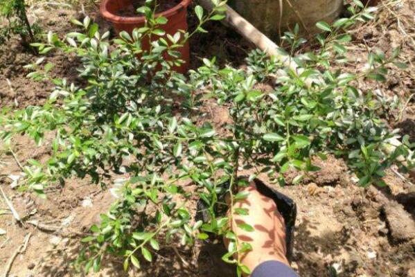 指橙的種植需要什么條件，指橙種植條件南北方