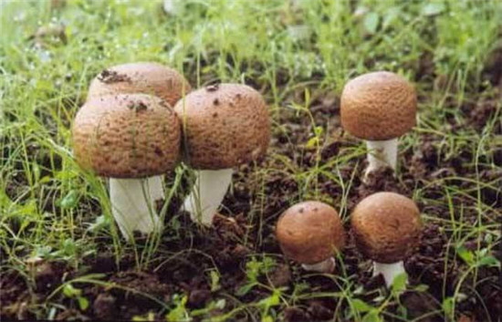 姬松茸的功效與禁忌，松茸不能和什么一起煮