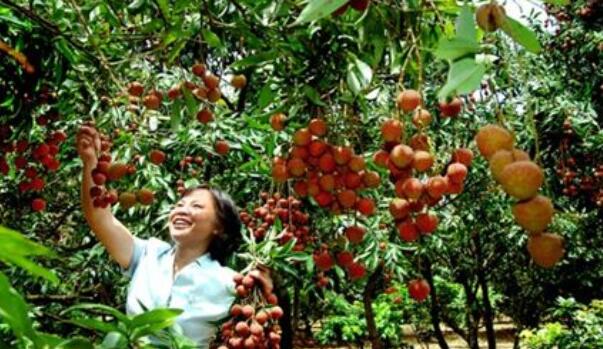 白糖罌荔枝現在打什么藥最好，白糖罌荔枝管理新技術