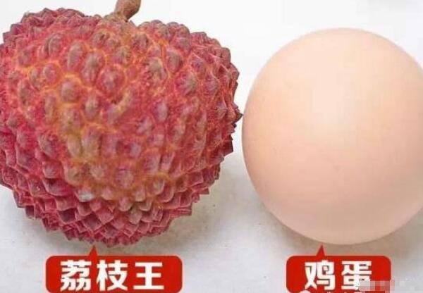 世界上最大的荔枝樹有多大，中國(guó)最古老的荔枝樹在哪里
