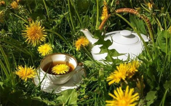 蒲公英茶可以天天喝嗎(一周三次)，蒲公英根茶能長期喝嗎