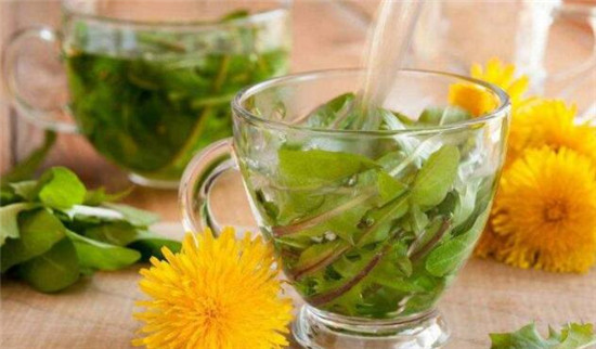 蒲公英茶怎么泡水喝，蒲公英泡水的正確用量