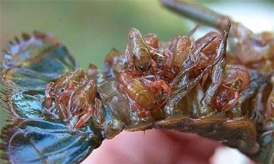 小龍蝦性成熟要幾個(gè)月，怎樣刺激小龍蝦性成熟