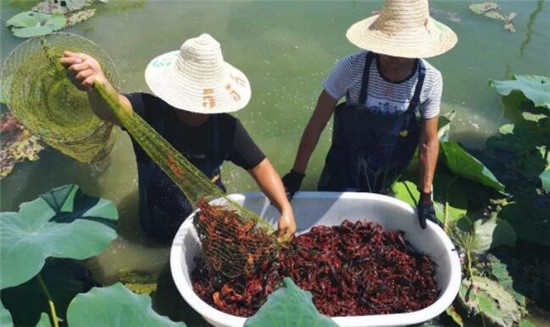 小龍蝦幾月產卵，小龍蝦的收獲季節