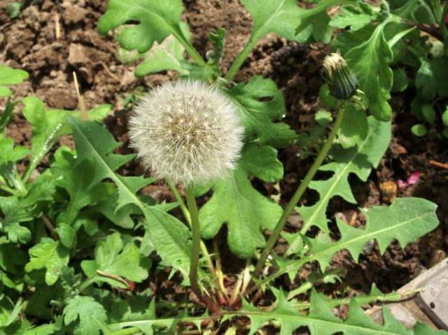 蒲公英茶應該怎么喝,蒲公英泡水一次放幾根