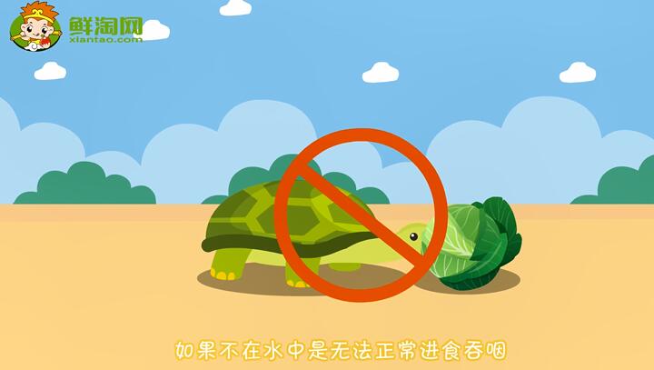 小烏龜吃什么