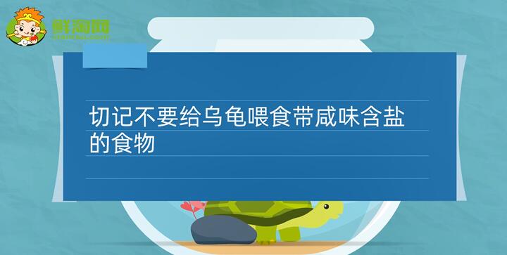 小烏龜吃什么