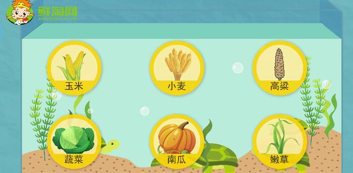 烏龜吃什么食物