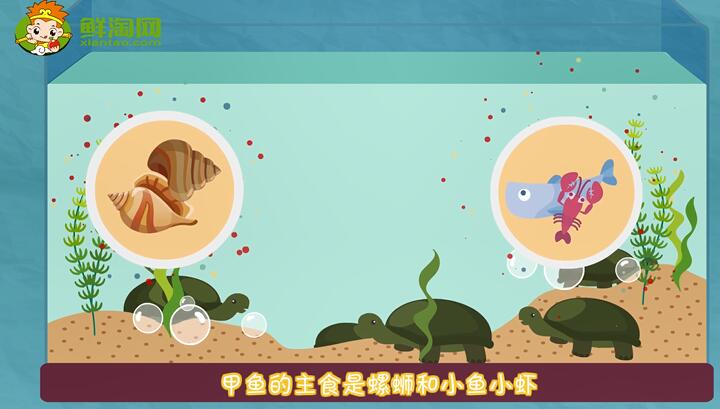 甲魚吃什么