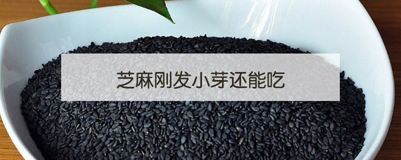 芝麻剛發(fā)小芽還能吃嗎