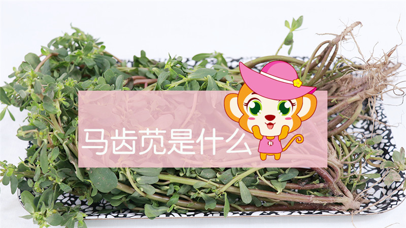 馬齒莧是什么