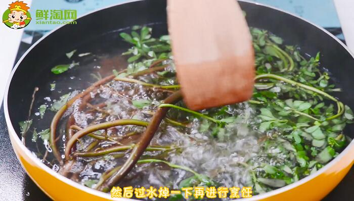 馬齒莧是什么