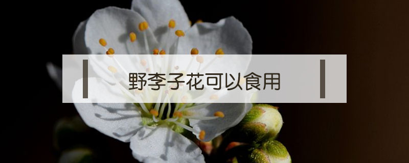 野李子花可以食用嗎
