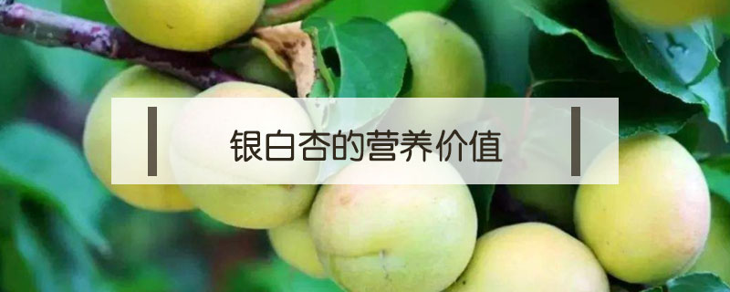 銀白杏的營養價值