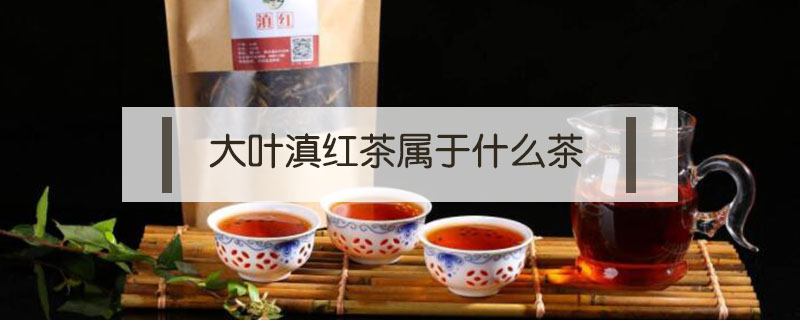大葉滇紅茶屬于什么茶