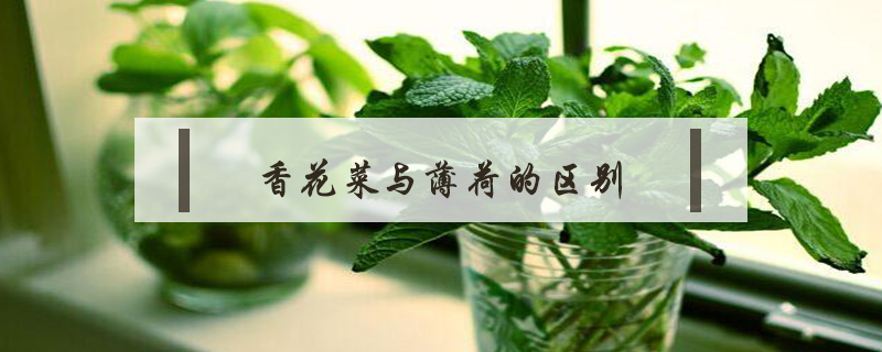 香花菜與薄荷的區(qū)別