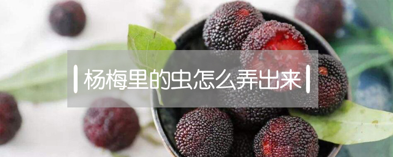 楊梅里的蟲怎么弄出來