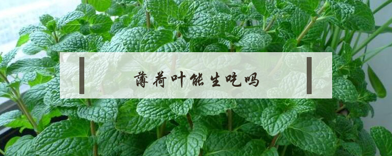 薄荷葉能生吃嗎