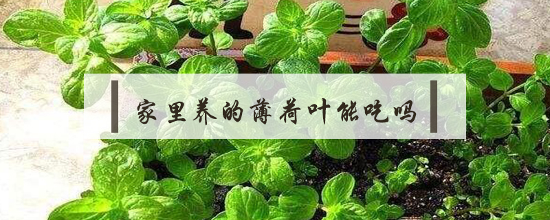 家里養(yǎng)的薄荷葉能吃嗎