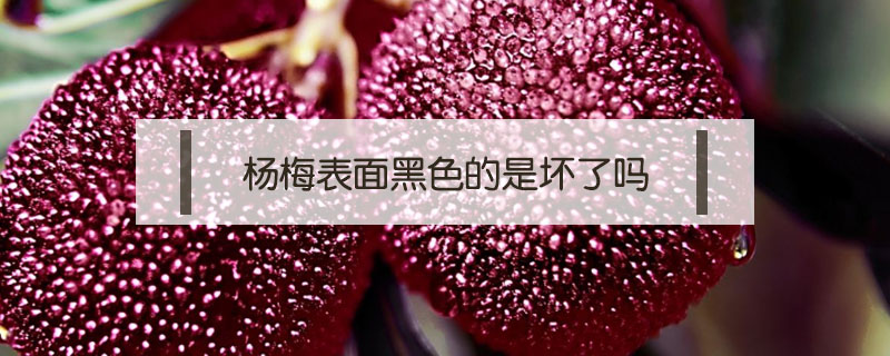 楊梅表面黑色的是壞了嗎