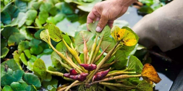 菱角怎么種植，北方能種植菱角嗎