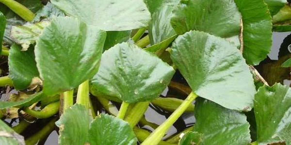菱角怎么種植，北方能種植菱角嗎