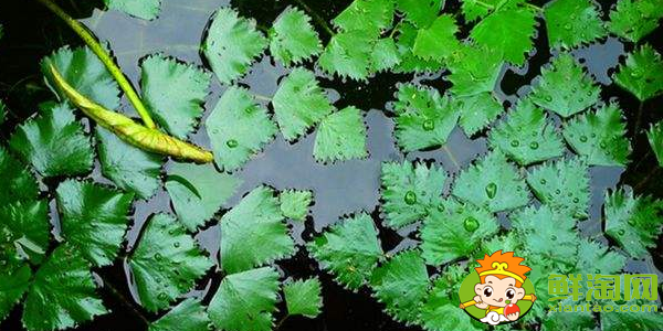 菱角幾月份發芽,菱角多久能發芽