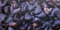 老菱角怎么種植，魚塘里能種菱角嗎