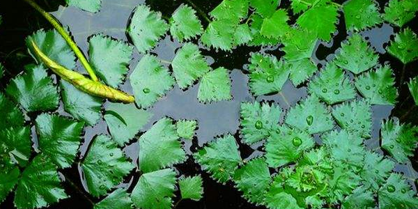 老菱角怎么種植,魚塘里能種菱角嗎