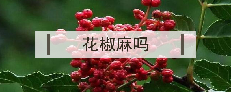 花椒麻嗎