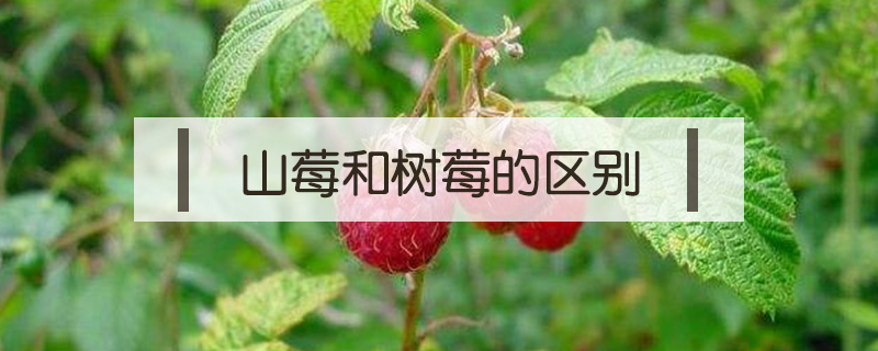 山莓和樹莓的區別