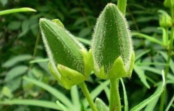秋葵一年種幾次，秋葵種植時間和方法