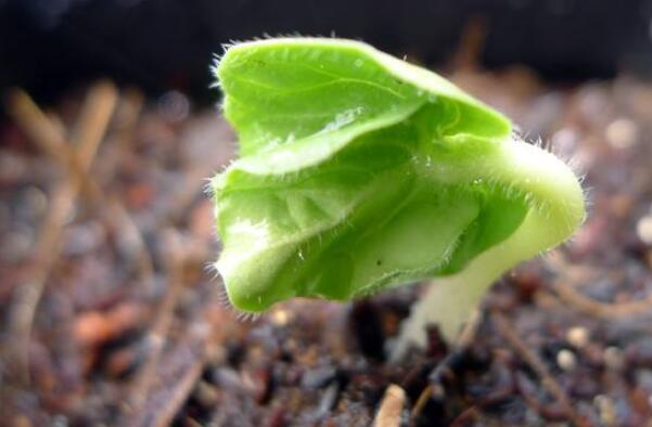 秋葵一年種幾次,秋葵種植時間和方法