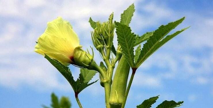 黃秋葵花在什么時候摘，黃秋葵花泡酒方法
