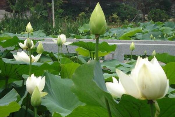 蓮藕種子直接扔池塘能發芽嗎，種子怎么才能發芽