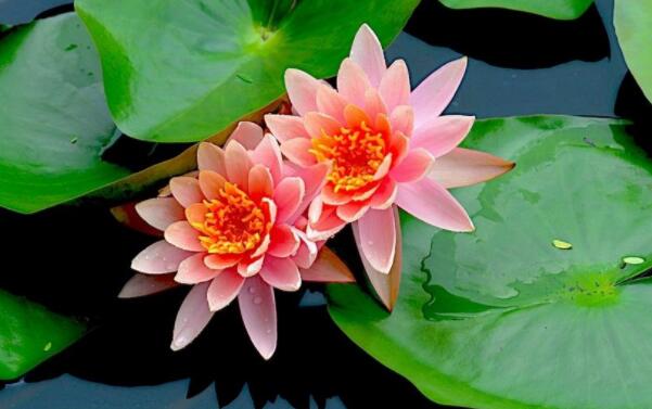 睡蓮會有蓮藕和蓮蓬嗎，睡蓮種子和蓮藕的區(qū)別