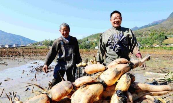 湖北蓮藕產地在哪里，湖北最大的蓮藕產地