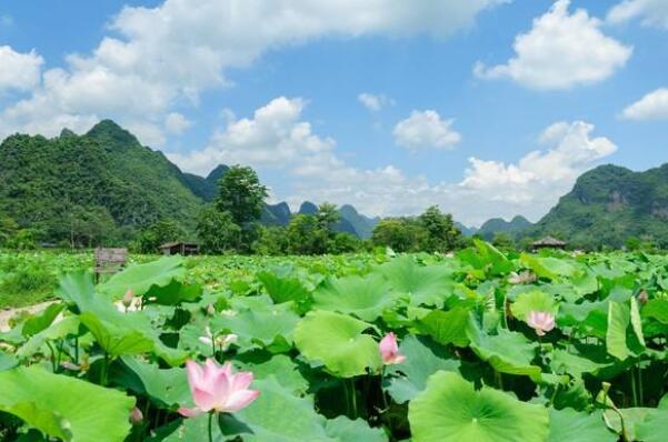 江蘇有幾個蓮藕基地，江蘇蓮藕種植基地在那里
